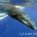 whale_humpback_h_00201_dom3600.jpg